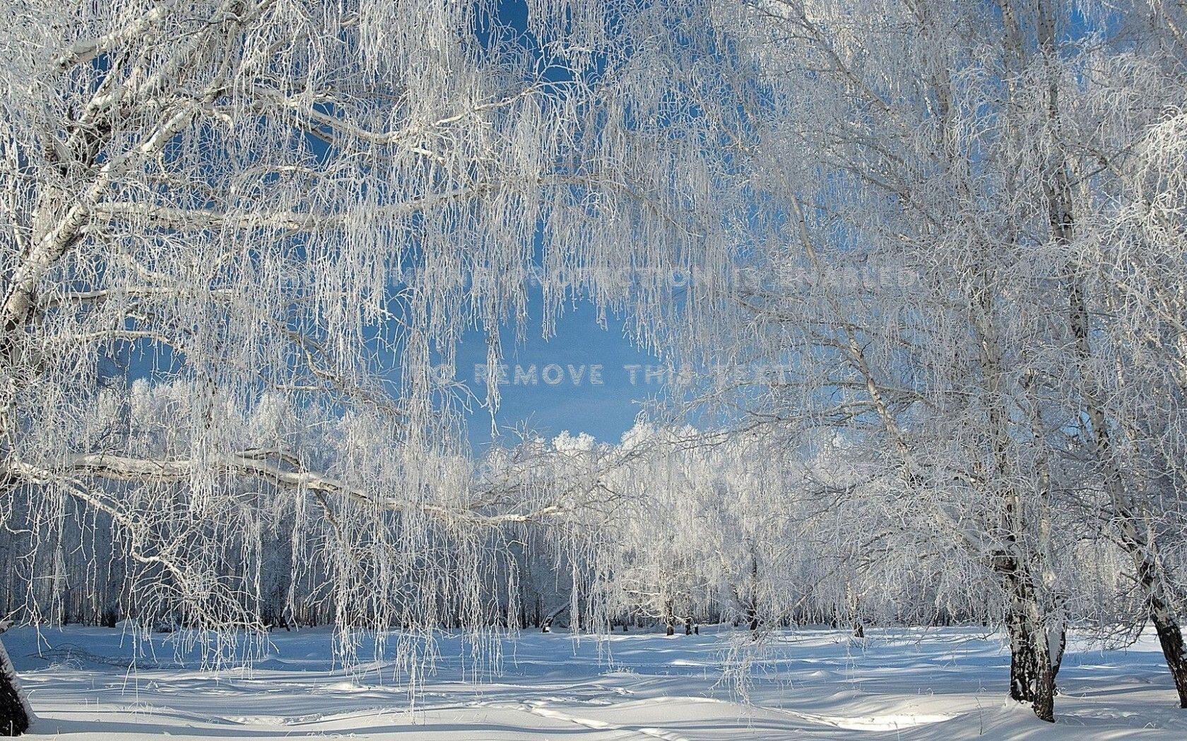 1680x1050 Snow Covered Willow Trees Weeping Forests