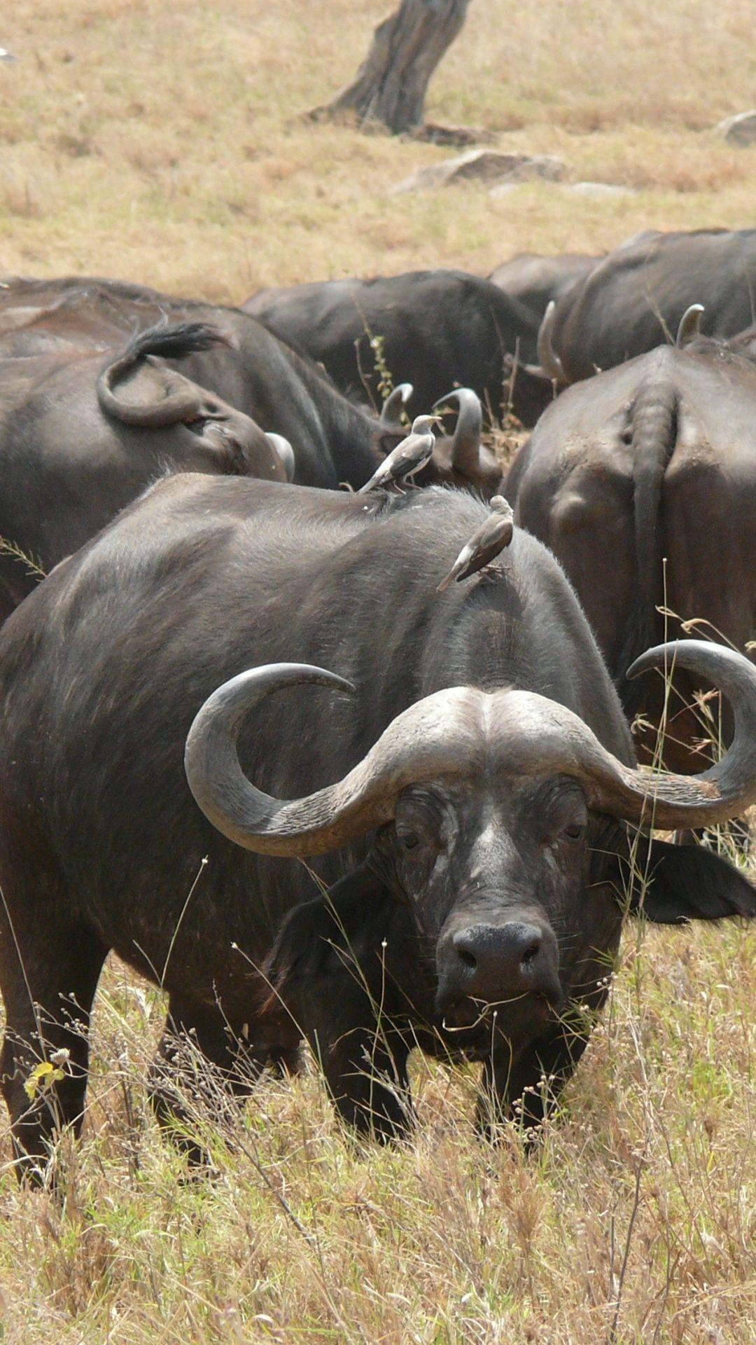 1080x1920 Animal African Buffalo (1080x1920) Wallpaper