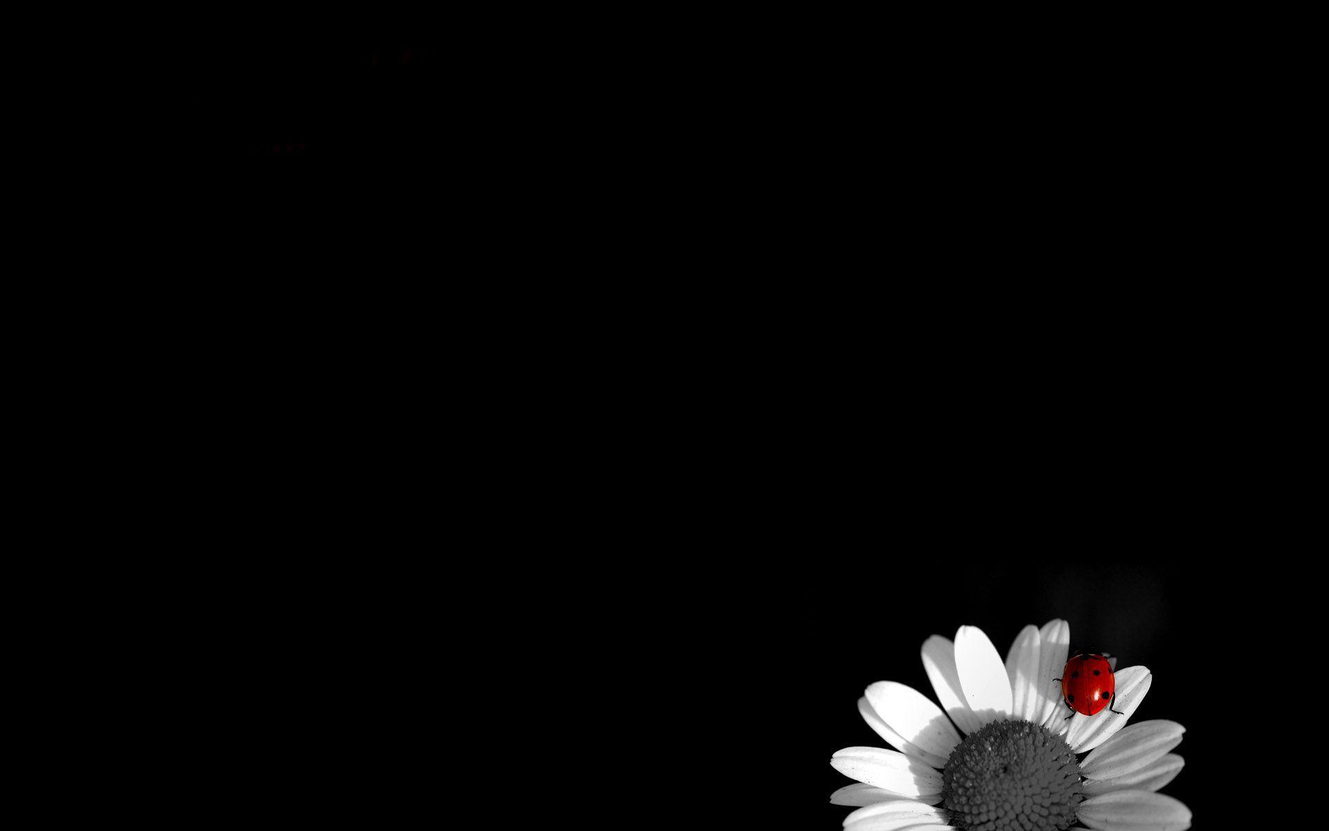 1920x1200 image For > Cover Photo For Facebook Flowers Black And White