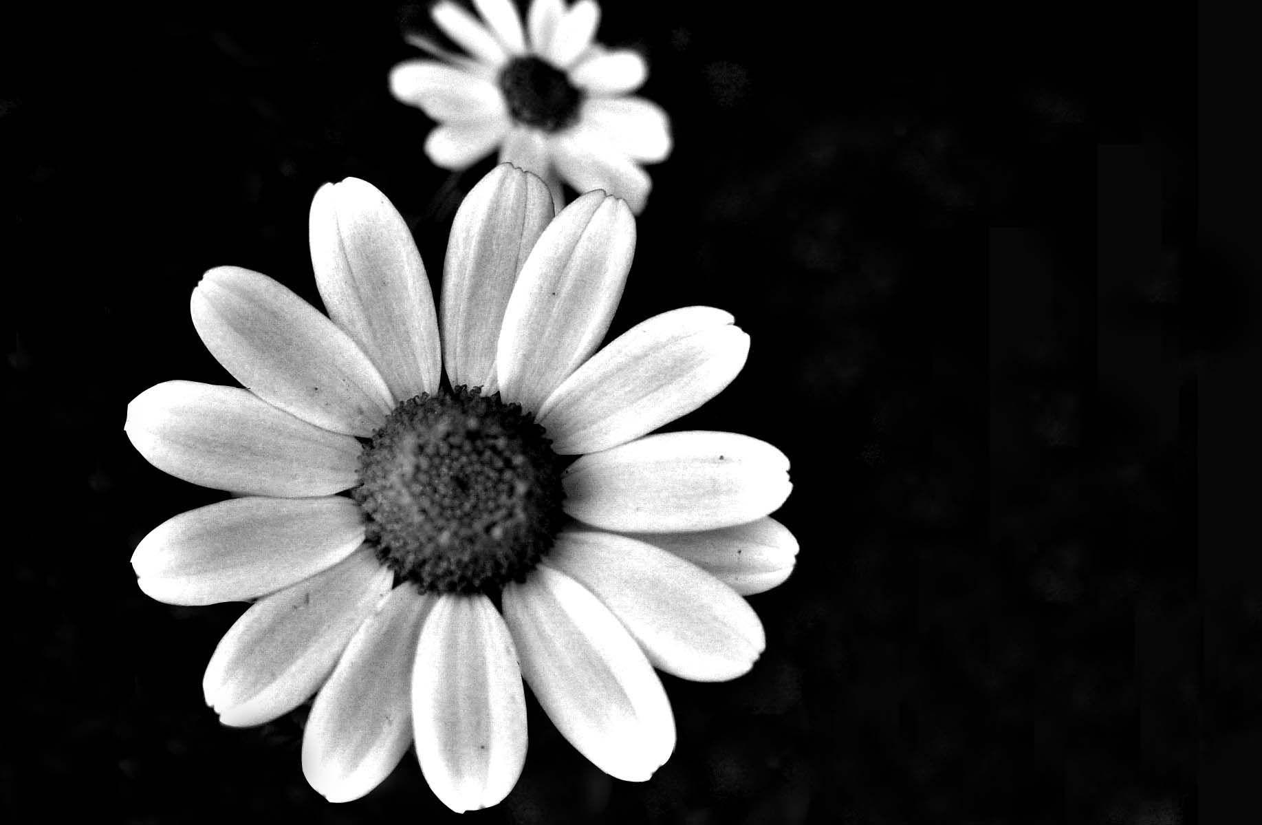 1835x1199 black and white photo of flowers Desktop Wallpaperk HD