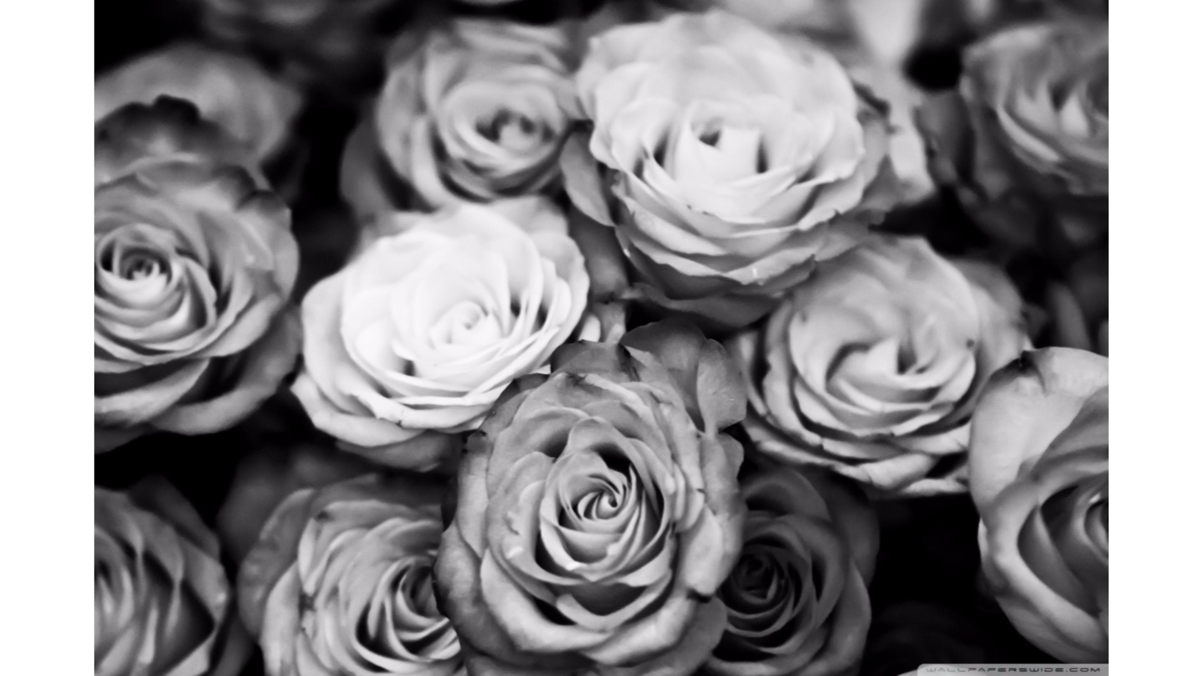 3840x2160 Black Roses Wallpaper