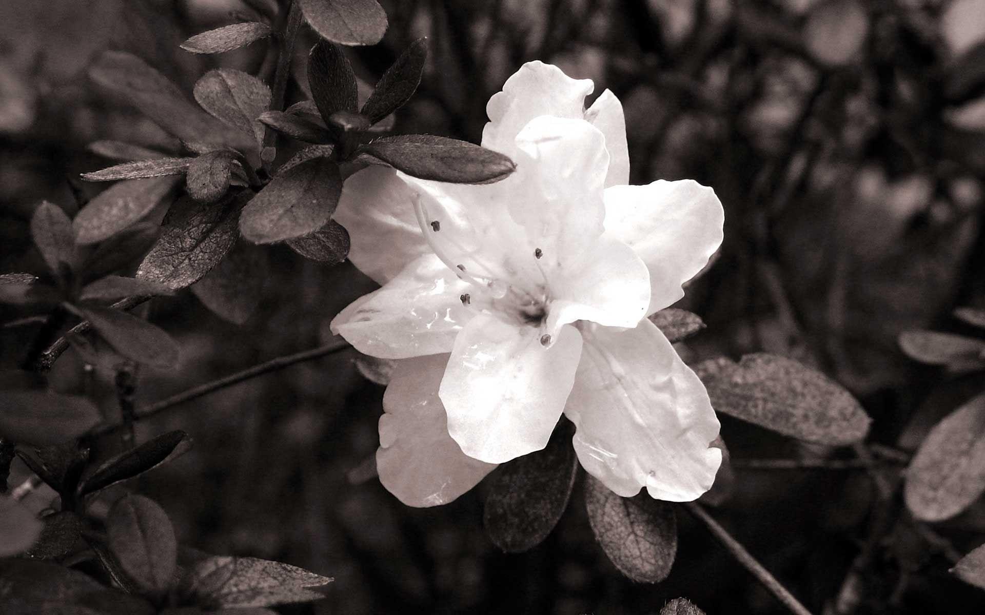 1920x1200 Free download Download image Black And White Flower Desktop