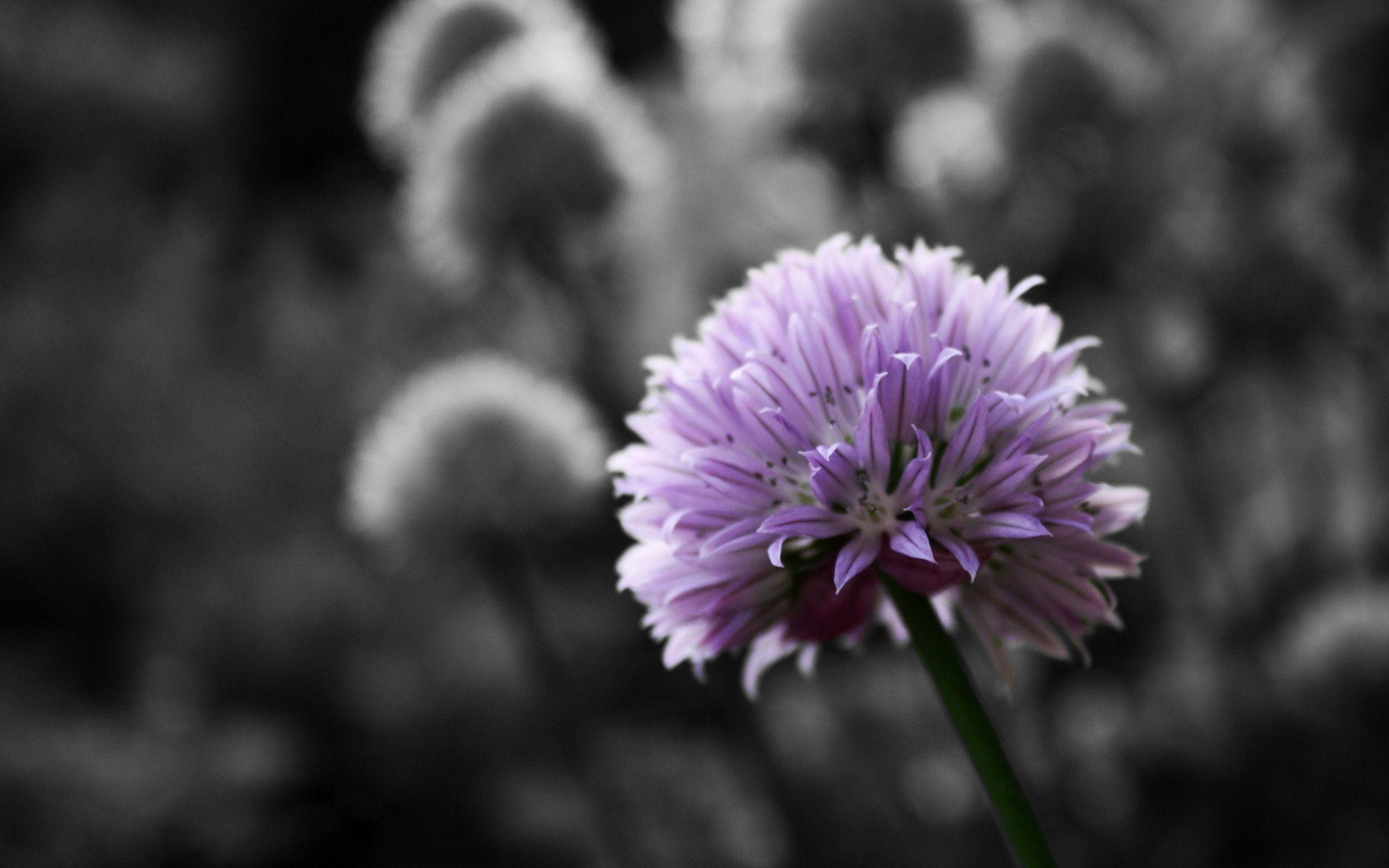 2560x1600 Black And White Flowers HD Wallpaper 13 Retina Macbook Pro