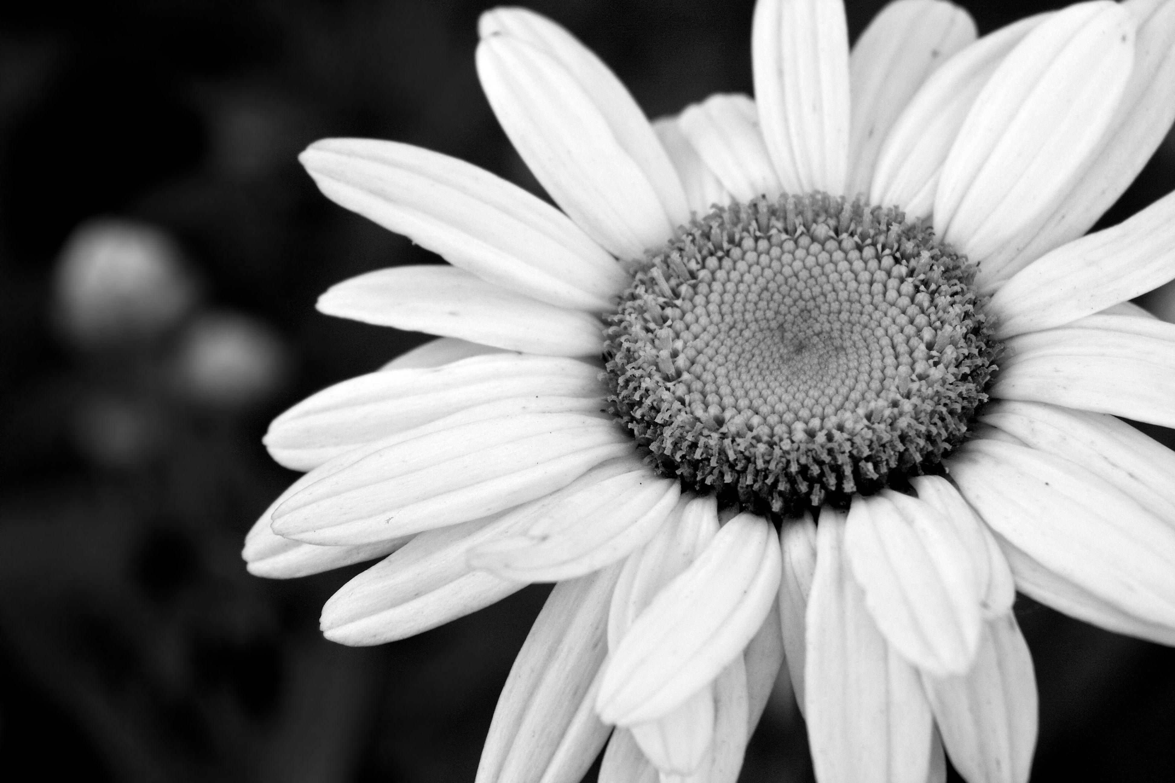 3888x2592 dongetrabi: Black And White Flowers Tumblr Image