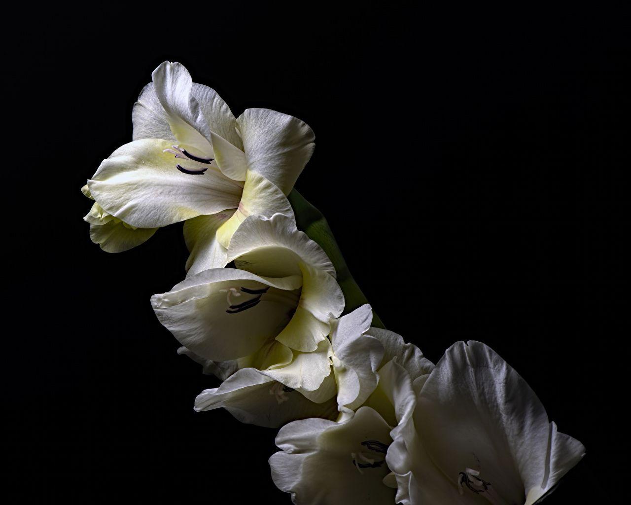1280x1024 Desktop Wallpaper White flower Gladioluses Closeup Black background