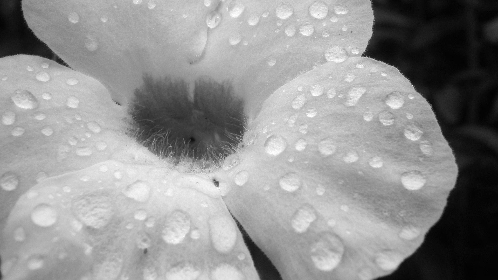1920x1080 Free download Black and White Floral Desktop Wallpaper Flowers