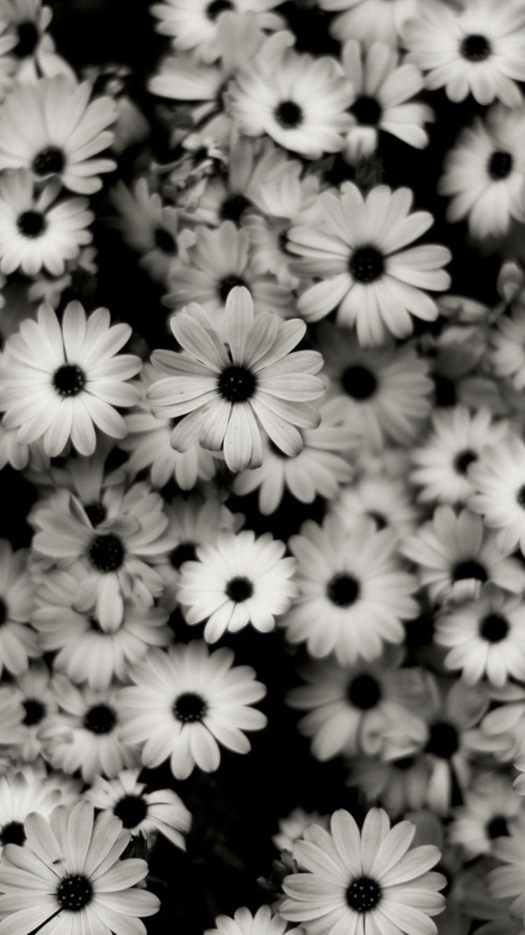 750x1334 Black And White Flowers Wallpaper