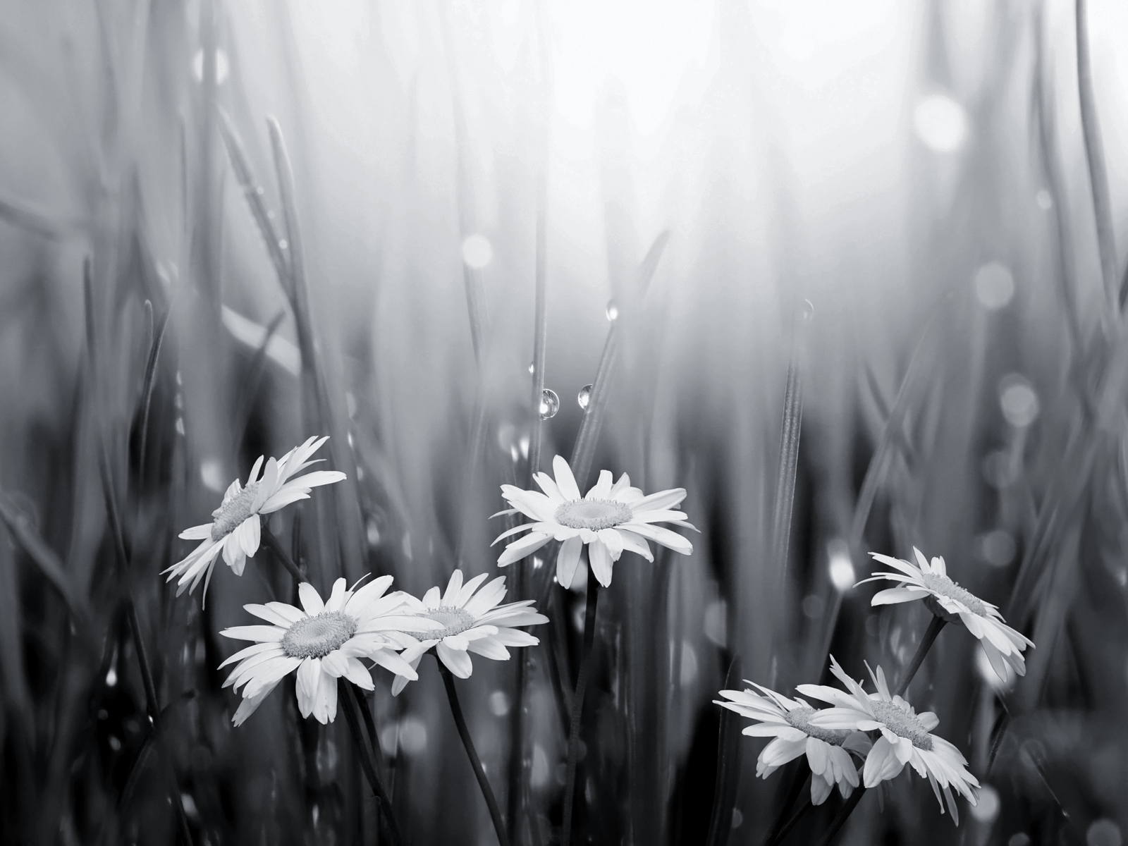 1600x1200 Weird Black and White Background. Black
