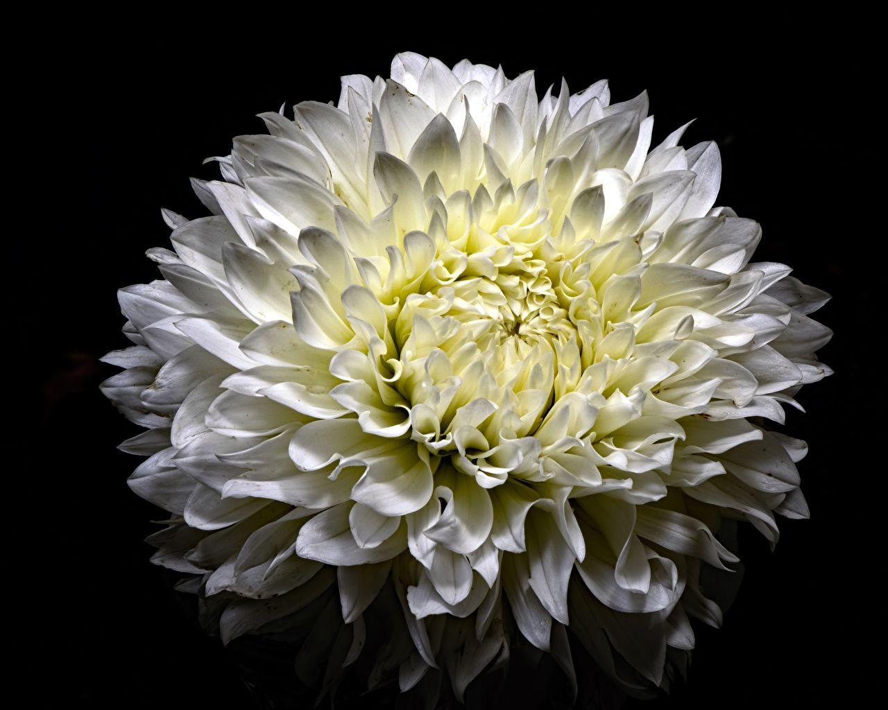 1280x1024 Desktop Wallpaper White Flowers Chrysanthemums Closeup Black