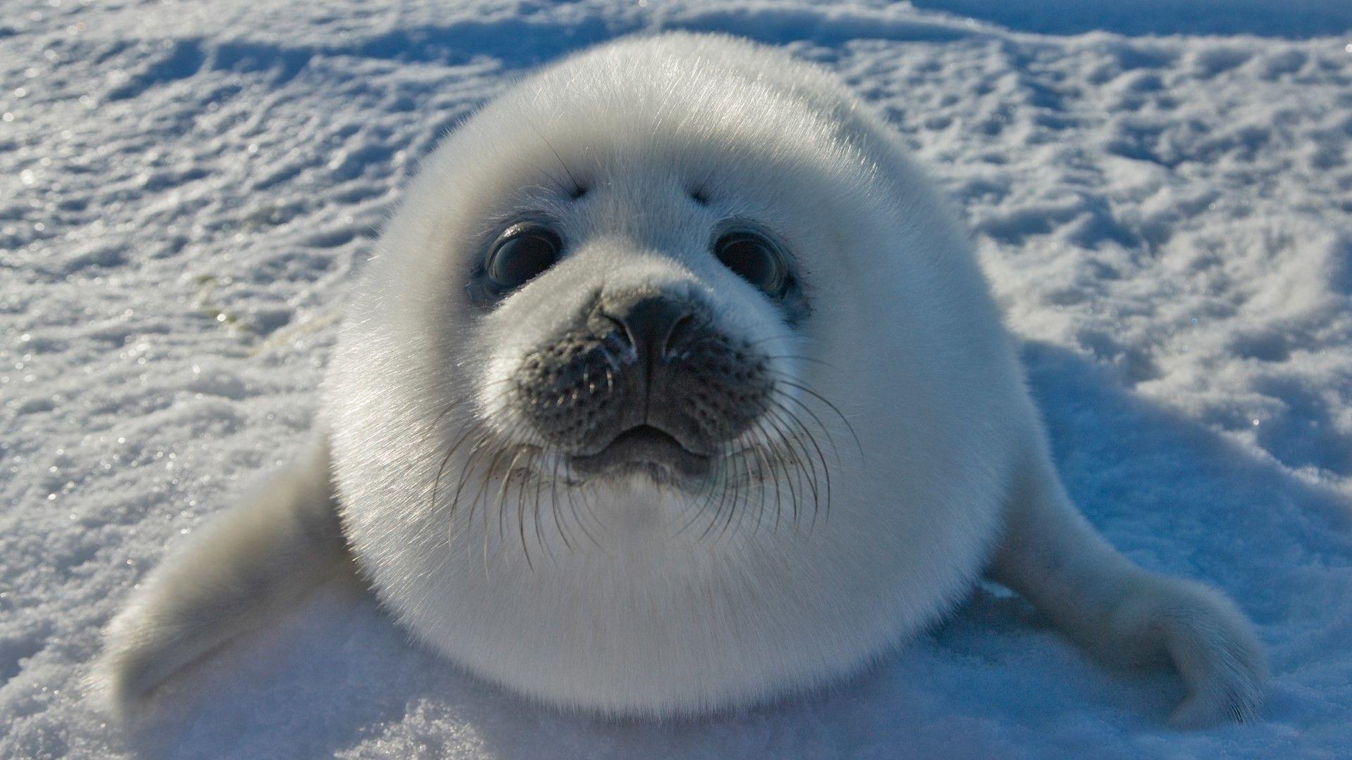 Baby Seal Wallpapers - Top Free Baby Seal Backgrounds - WallpaperAccess