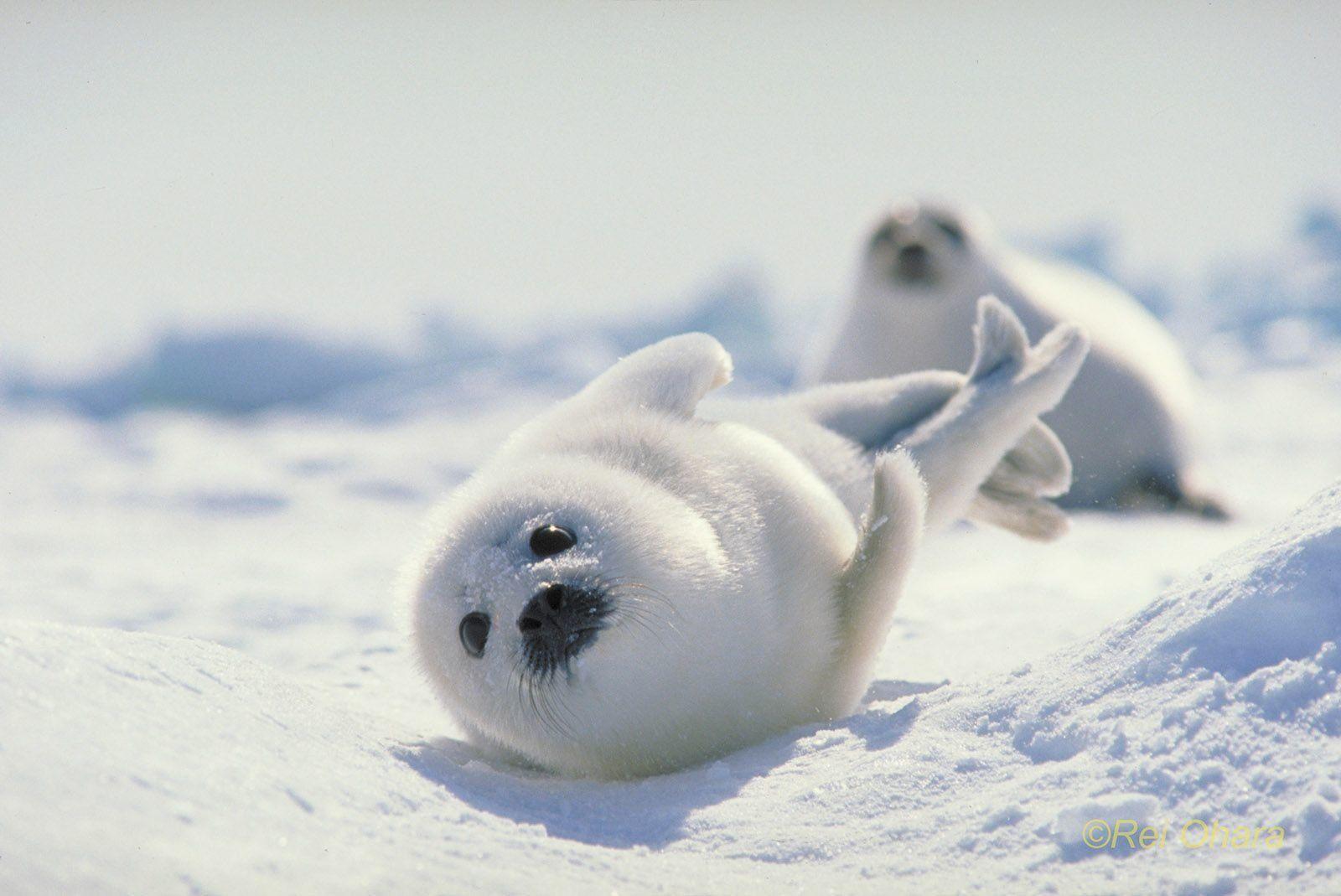 Baby Seal Wallpapers - Top Free Baby Seal Backgrounds - WallpaperAccess