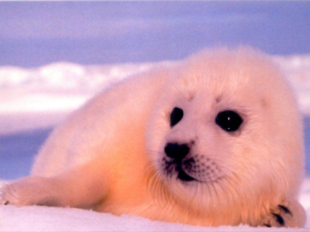 Baby Seal Wallpapers Top Free Baby Seal Backgrounds WallpaperAccess