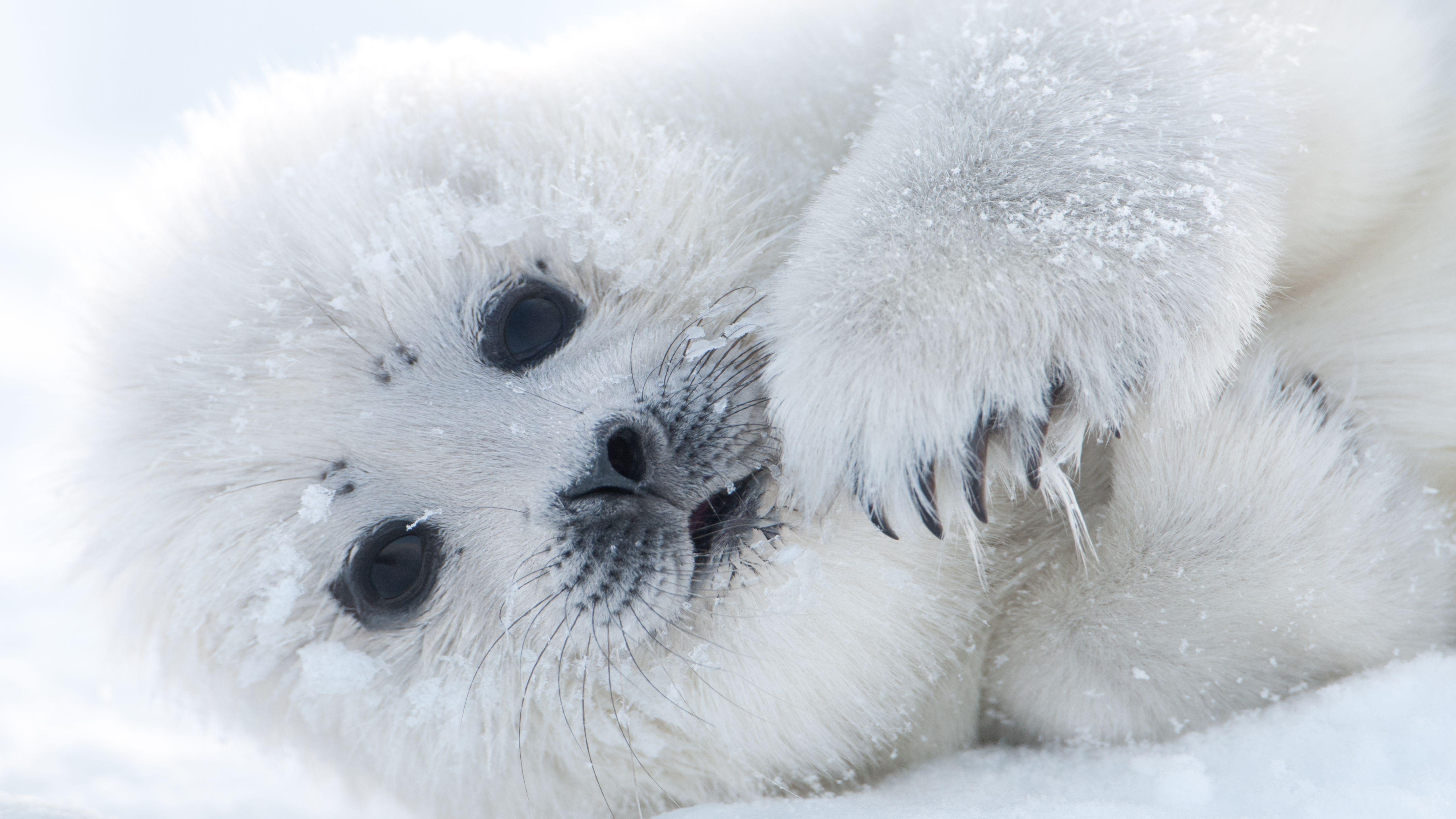 Ice animals. Байкальская НЕПРА Белек. Белек гренландского тюленя. Гренландский тюлень Нерпа. Белёк детеныш нерпы Байкальской.