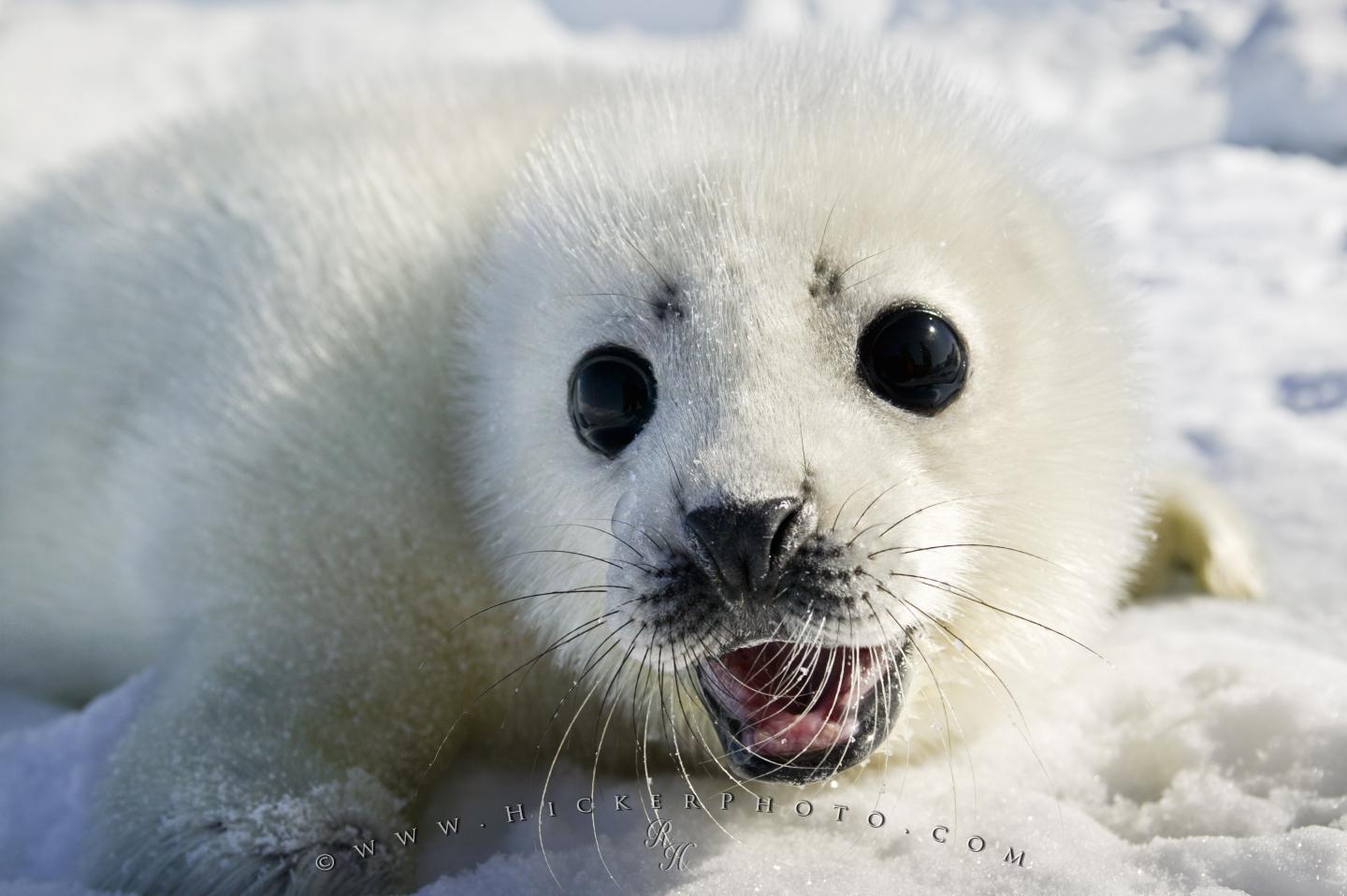 Baby Seal Wallpapers Top Free Baby Seal Backgrounds WallpaperAccess