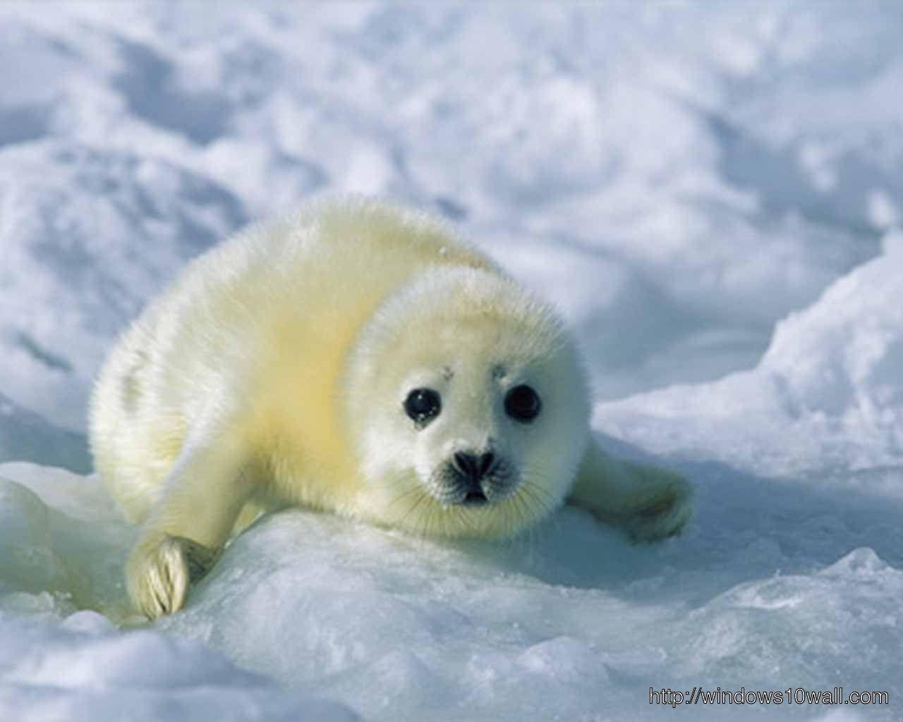 Baby Seal Wallpapers - Top Free Baby Seal Backgrounds - WallpaperAccess