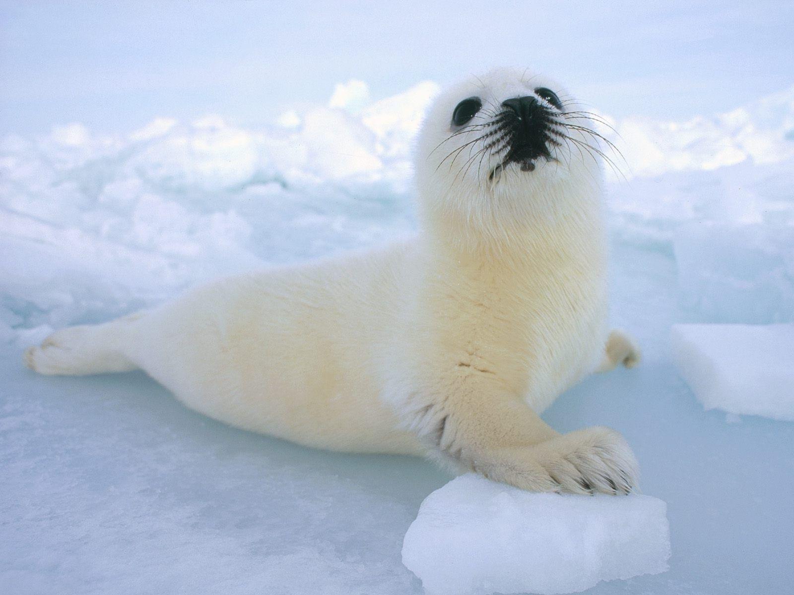 Baby Seal Wallpapers Top Free Baby Seal Backgrounds WallpaperAccess