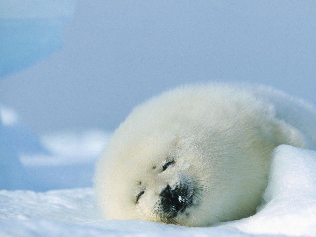 1024x768 Harp Seal HD Desktop Wallpaper. HD Wallpaper Definition Wallpaper