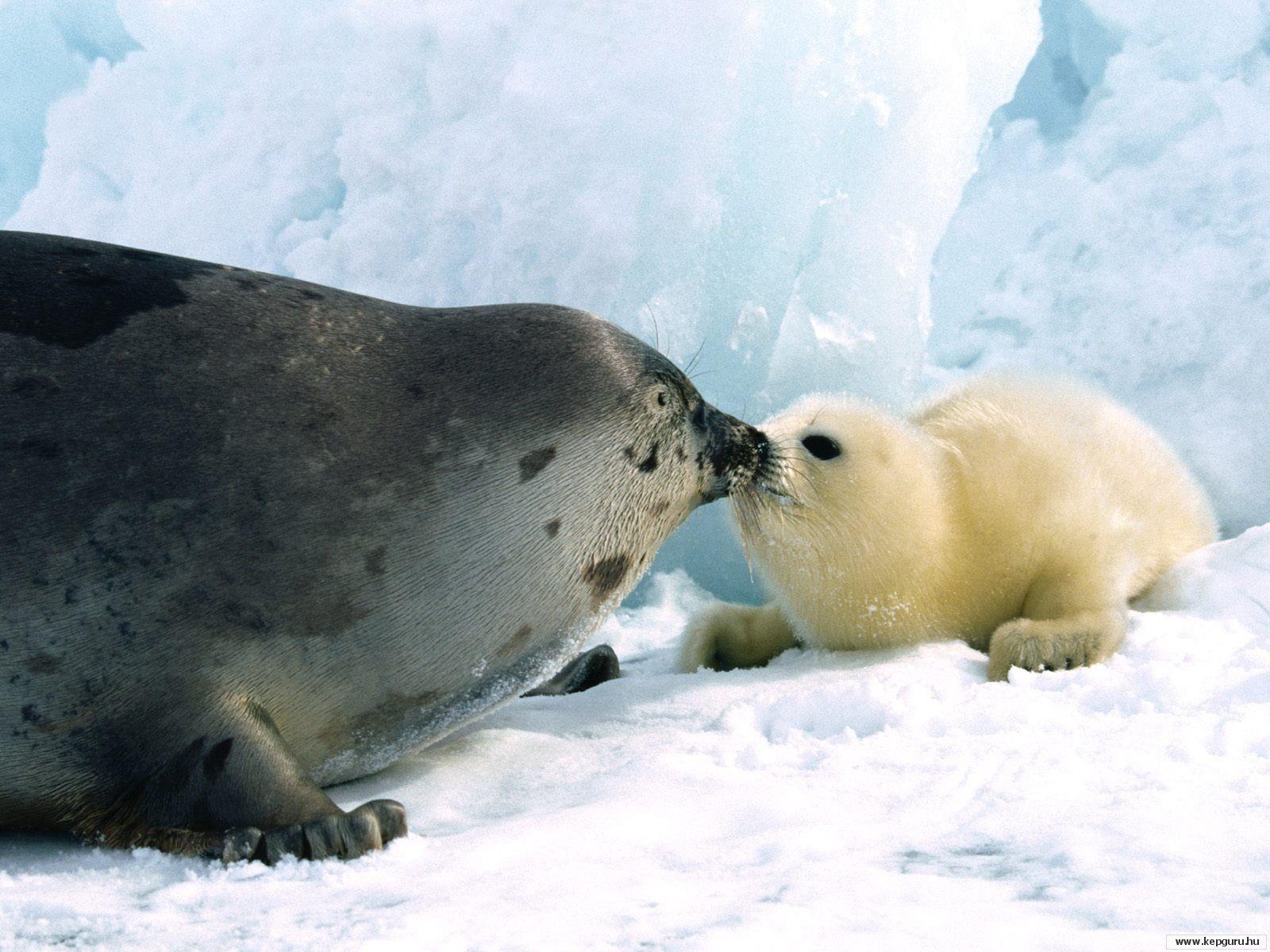1600x1200 Wallrus Couple Animal HD Wallpaper Walrus Couple Animal