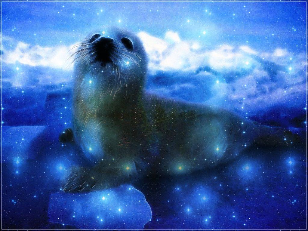 1024x768 Free download Seal wallpaper by PimArt [1024x768] for your Desktop