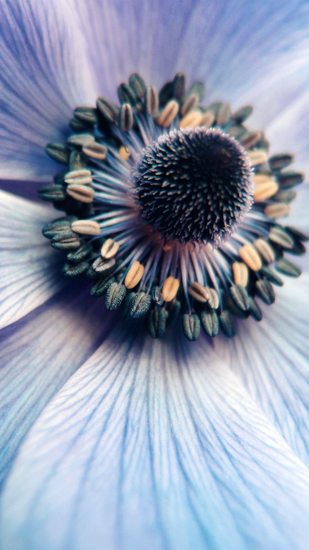 1242x2208 Flower Purple Zoom Focus Nature Blue Wallpaper