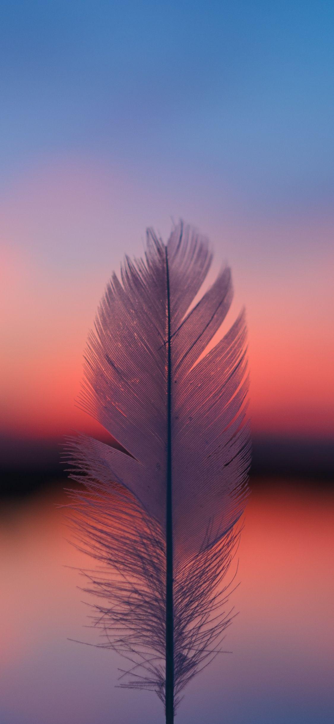 1125x2436 Feather, focus, blur, sunset wallpaper, 5561x HD image