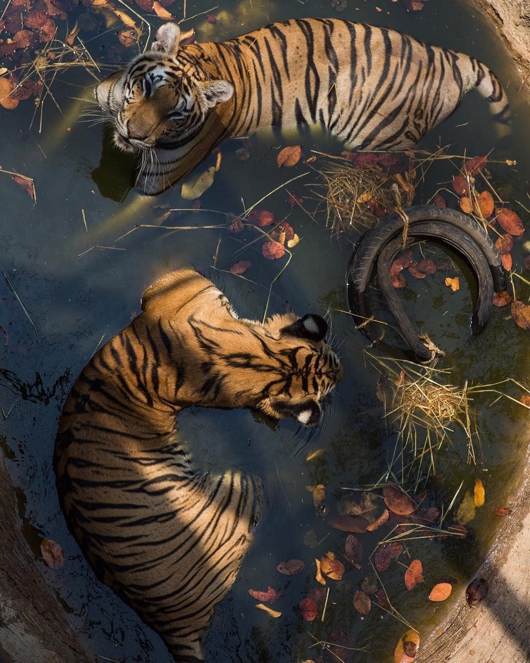  Aesthetic  Tiger  Wallpapers  Top Free Aesthetic  Tiger  