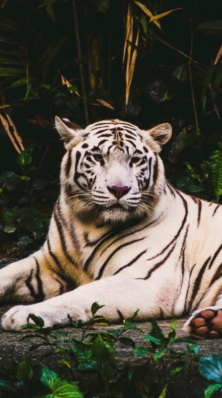  Aesthetic  Tiger  Wallpapers  Top Free Aesthetic  Tiger  