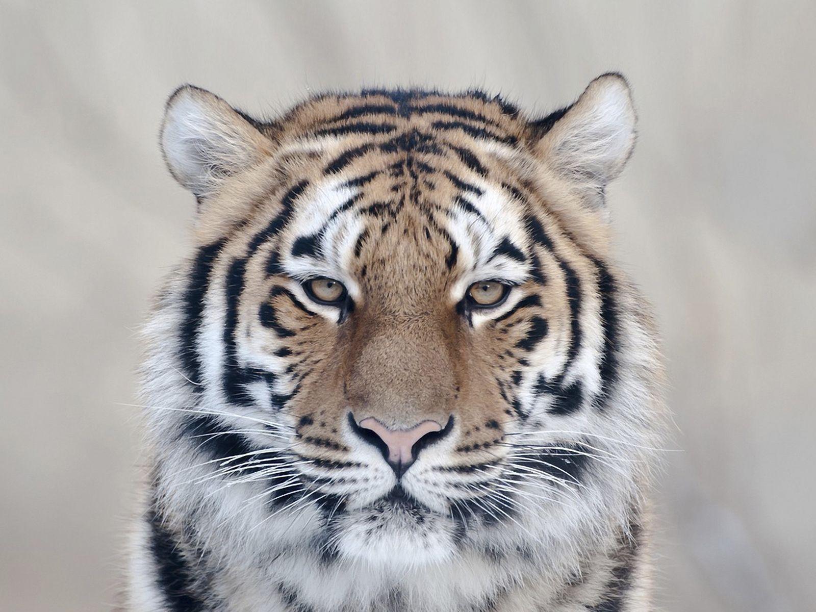 1600x1200 Tiger Wallpaper and Background Imagex1200