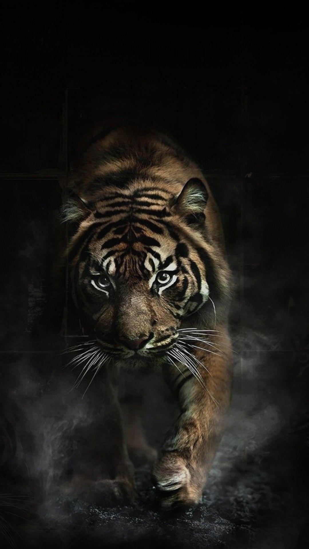 Aesthetic Tiger Wallpapers - Top Free Aesthetic Tiger Backgrounds