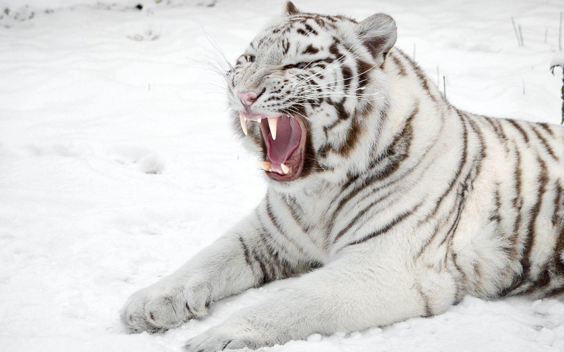 1920x1200 Free download White tiger roaring FREE 4U WALLPAPERS 1920x1200