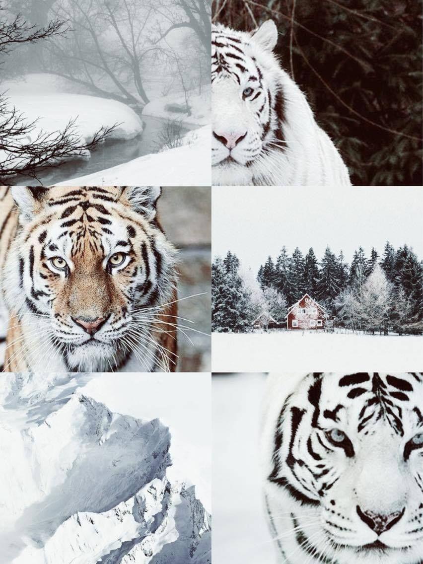  Aesthetic  Tiger  Wallpapers  Top Free Aesthetic  Tiger  