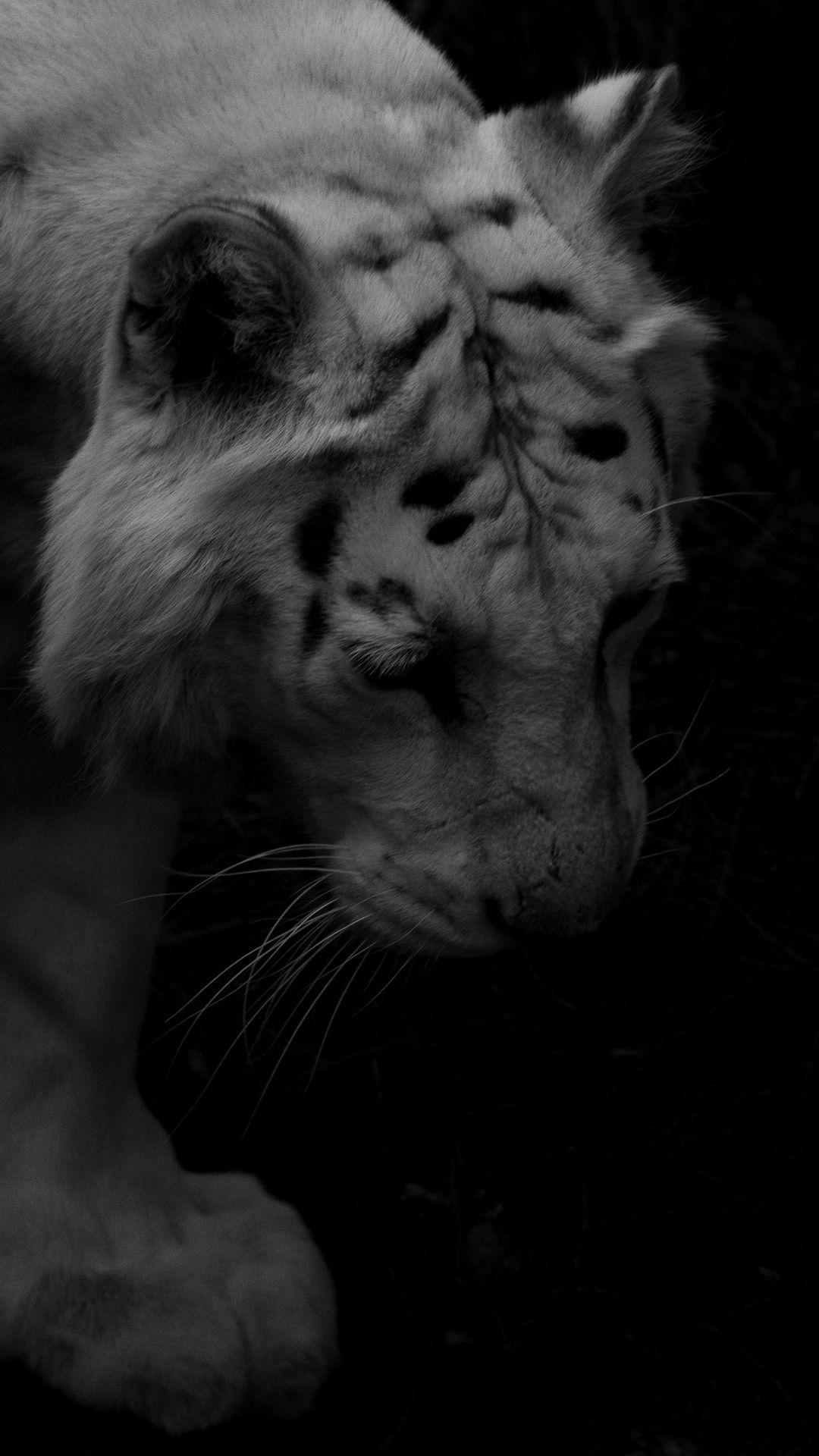 1080x1920 Black And White Tiger Wallpaper Mobile Animals Wallpaper Ideas