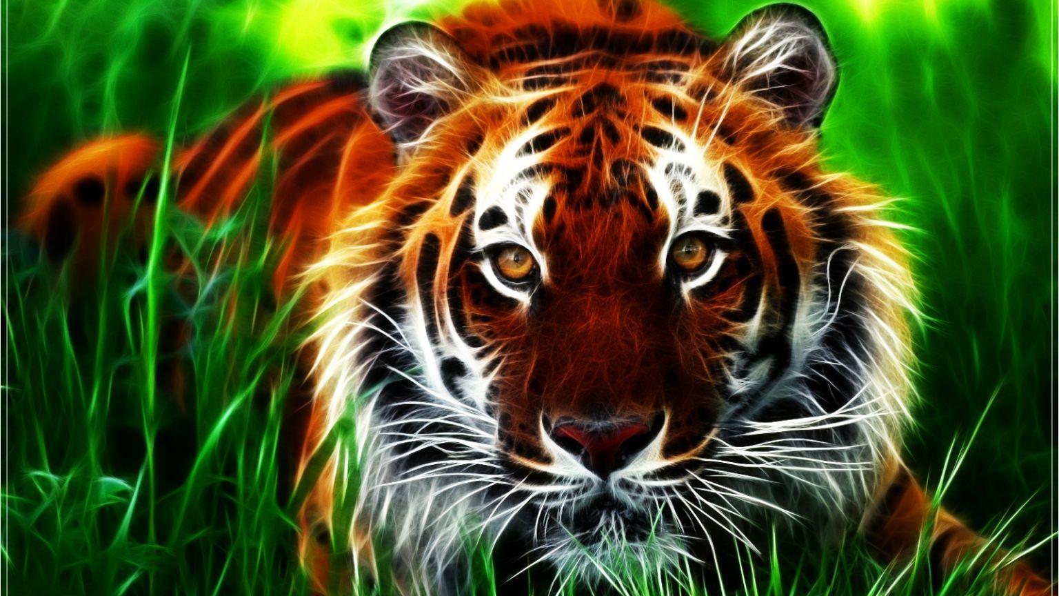 1536x864 Free download The most beautiful tiger wallpaper Full HD