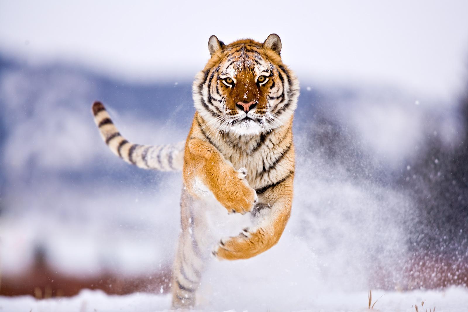 1600x1067 Wildlife Photo that Will Blow You Away [16 Pics]. I Like To