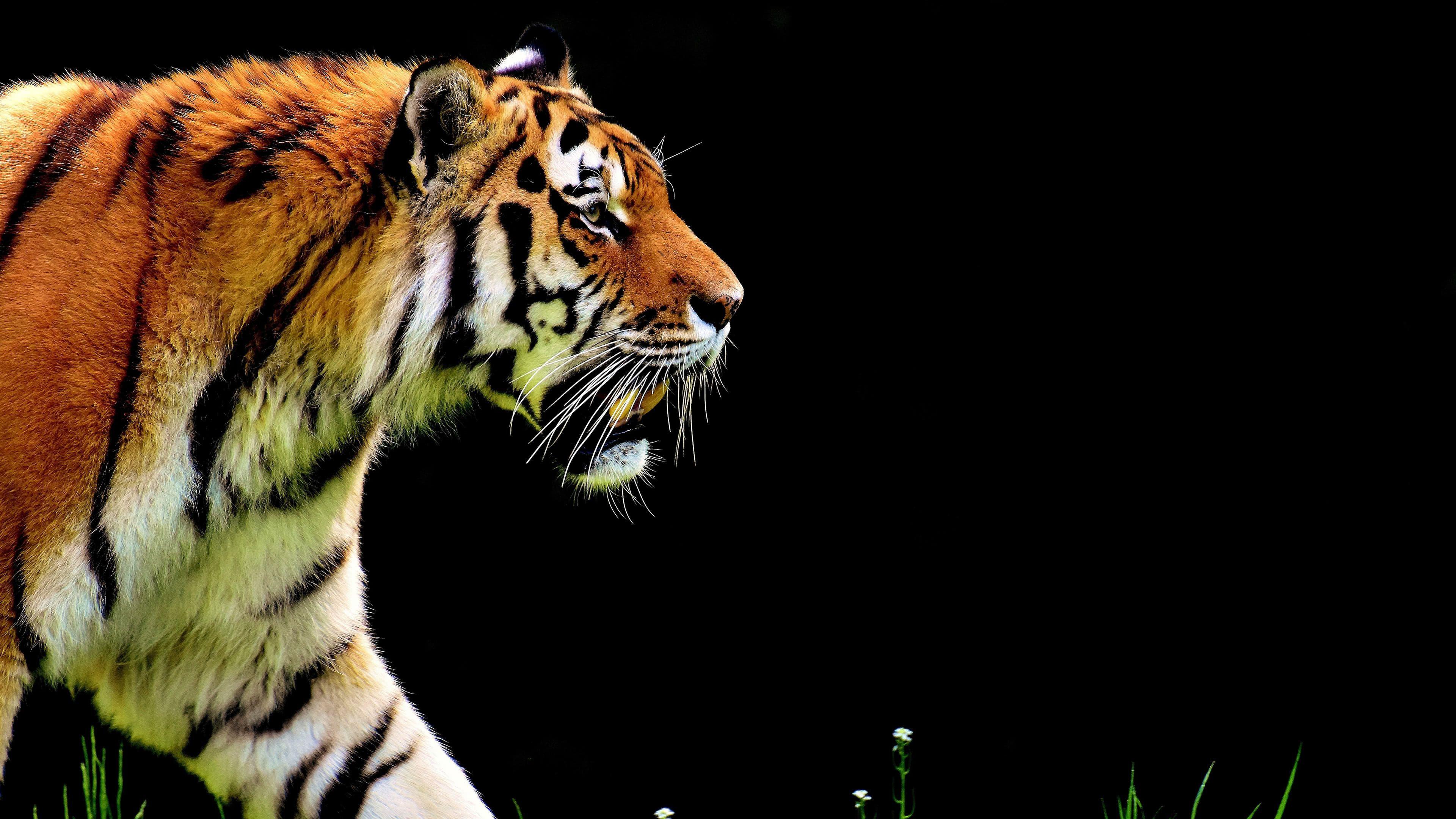 3840x2160 Free download Bengal Tiger UHD 4K Wallpaper Pixelz [3840x2160]