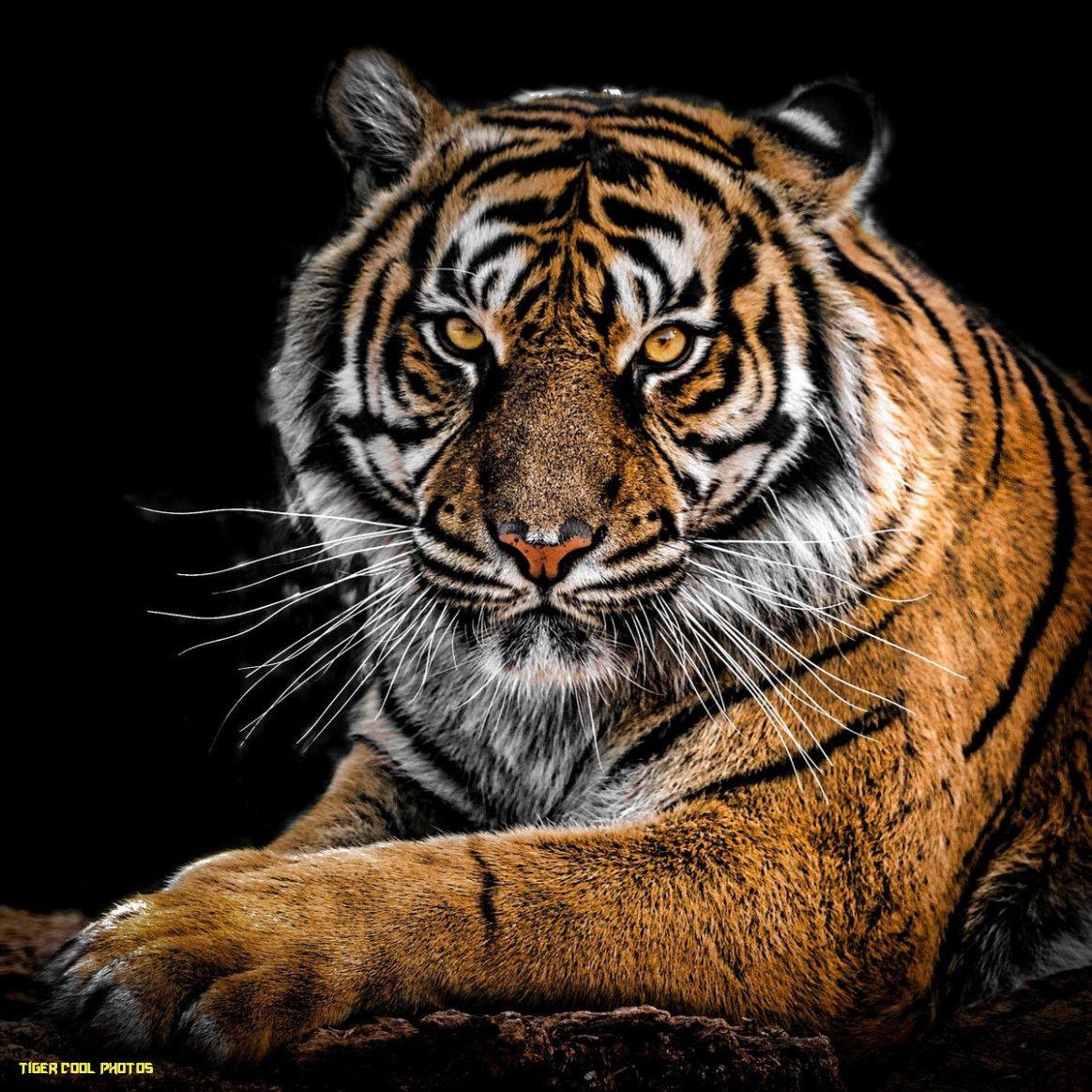 Aesthetic Tiger Wallpapers - Top Free Aesthetic Tiger Backgrounds ...