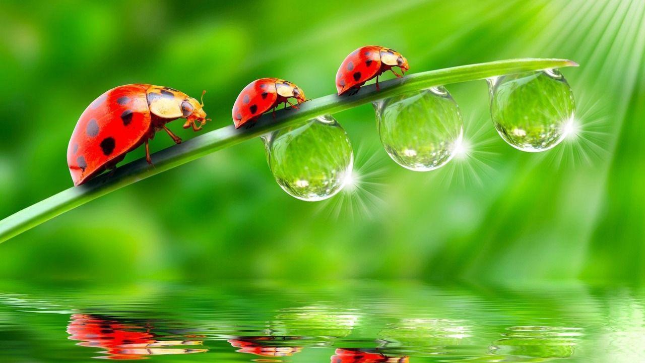 1280x720 Dew Drops Wallpaper
