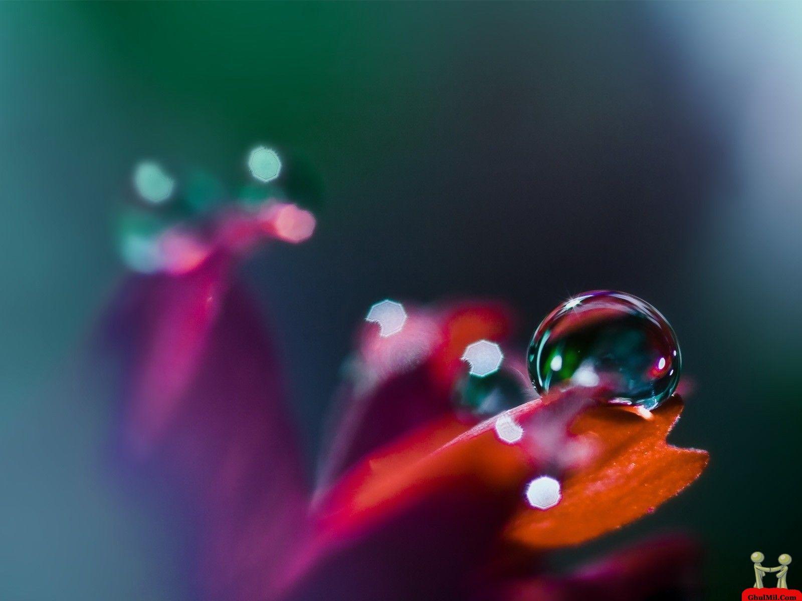 1600x1200 Dew Wallpaper. Dew Spider Web Wallpaper