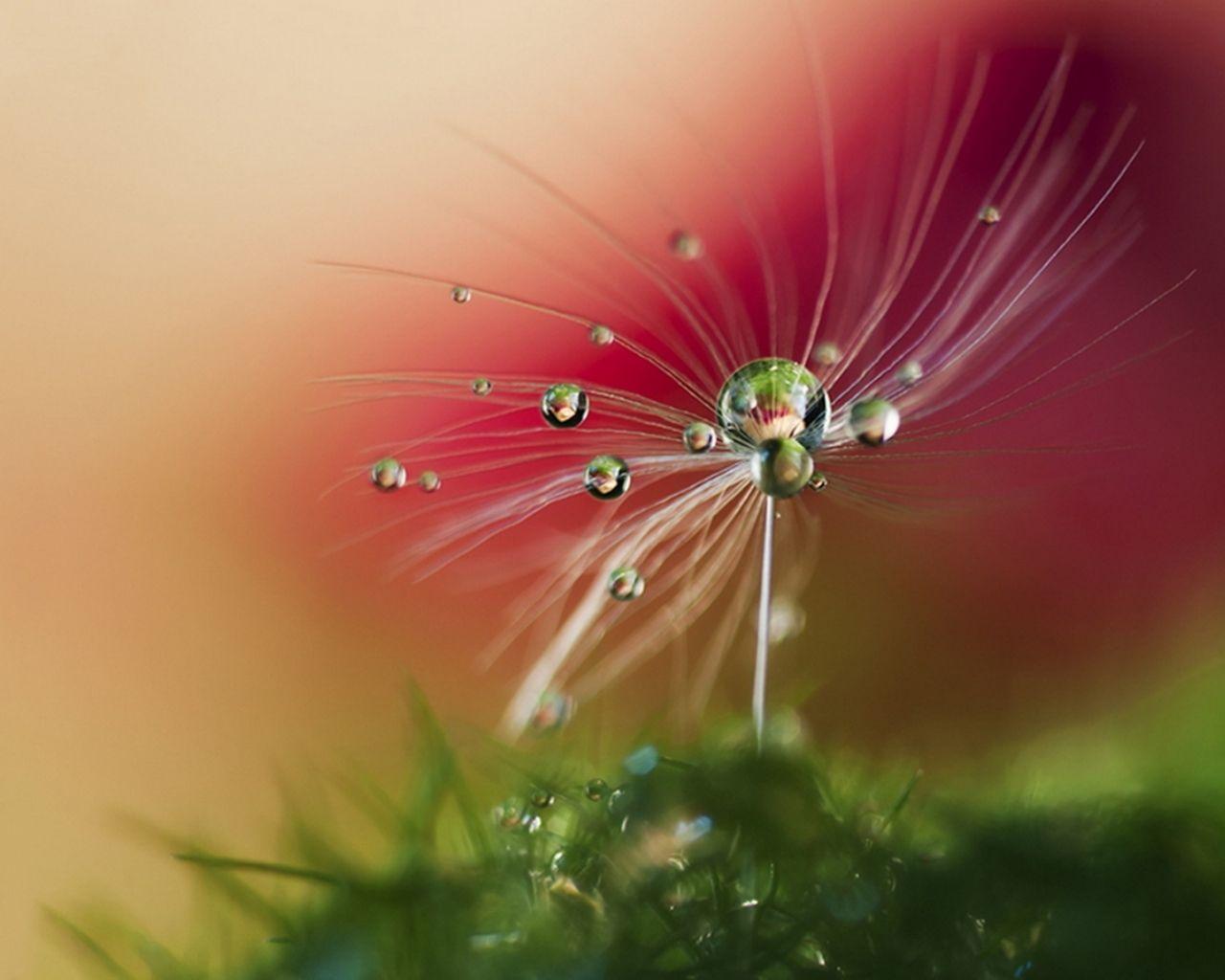 1280x1024 Free download Beautiful Wallpaper Natures Dew Wallpaper
