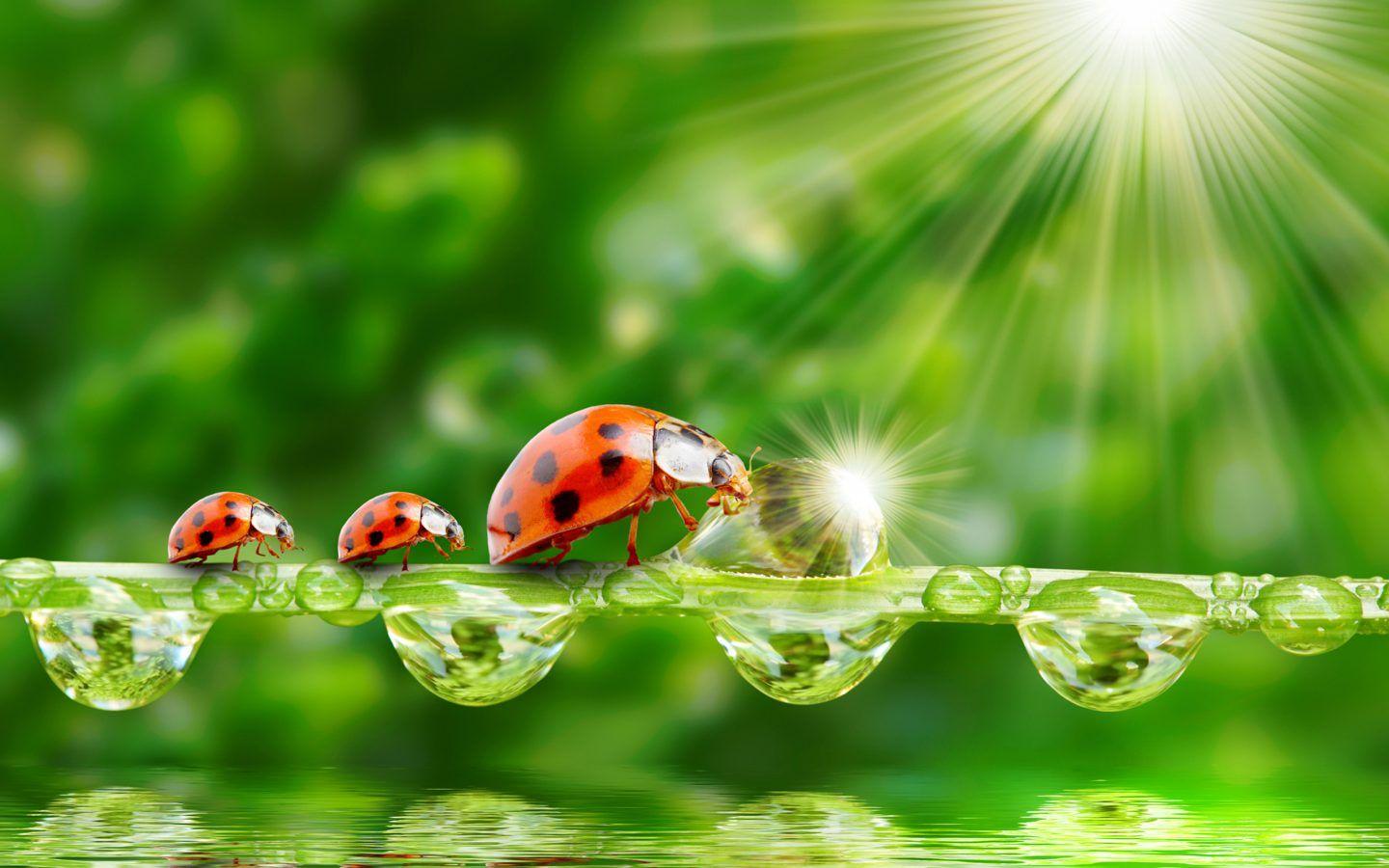 1440x900 Wallpaper Ladybug Sun Rays Grass Morning Dew Drops Dew Water Grass Wallpaper & Background Download