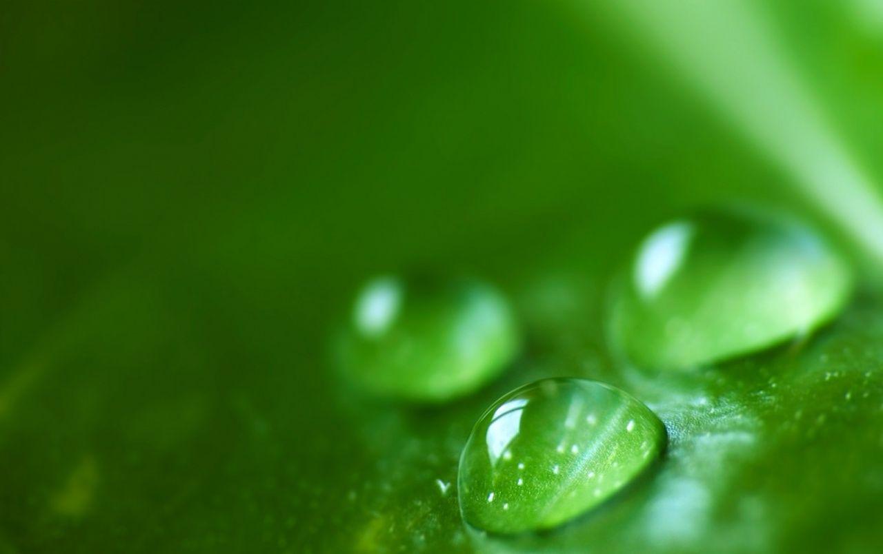 1280x804 Green Dew wallpaper. Green Dew