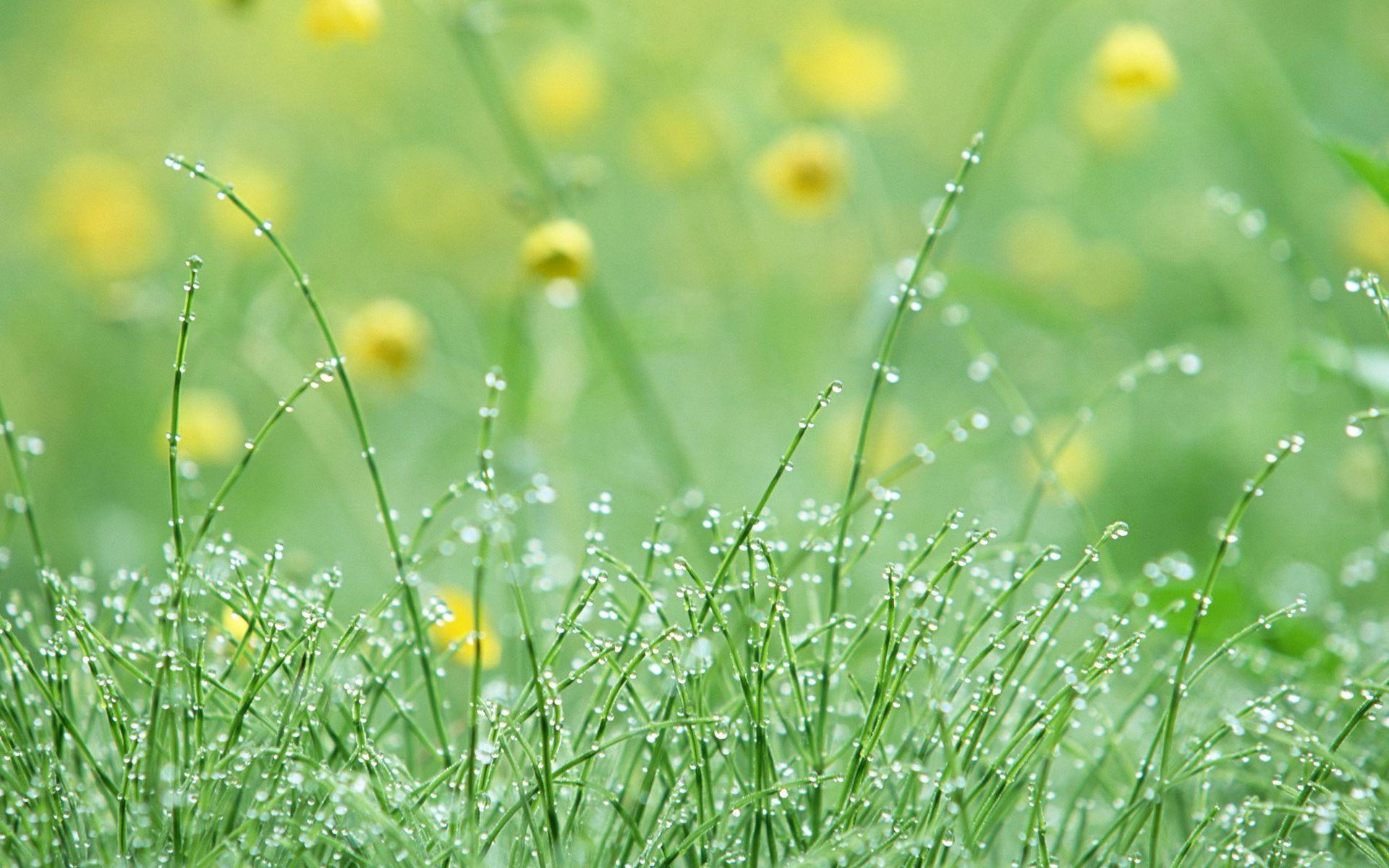 1920x1200 Pretty Dew Wallpaper 39904 1920x1200px