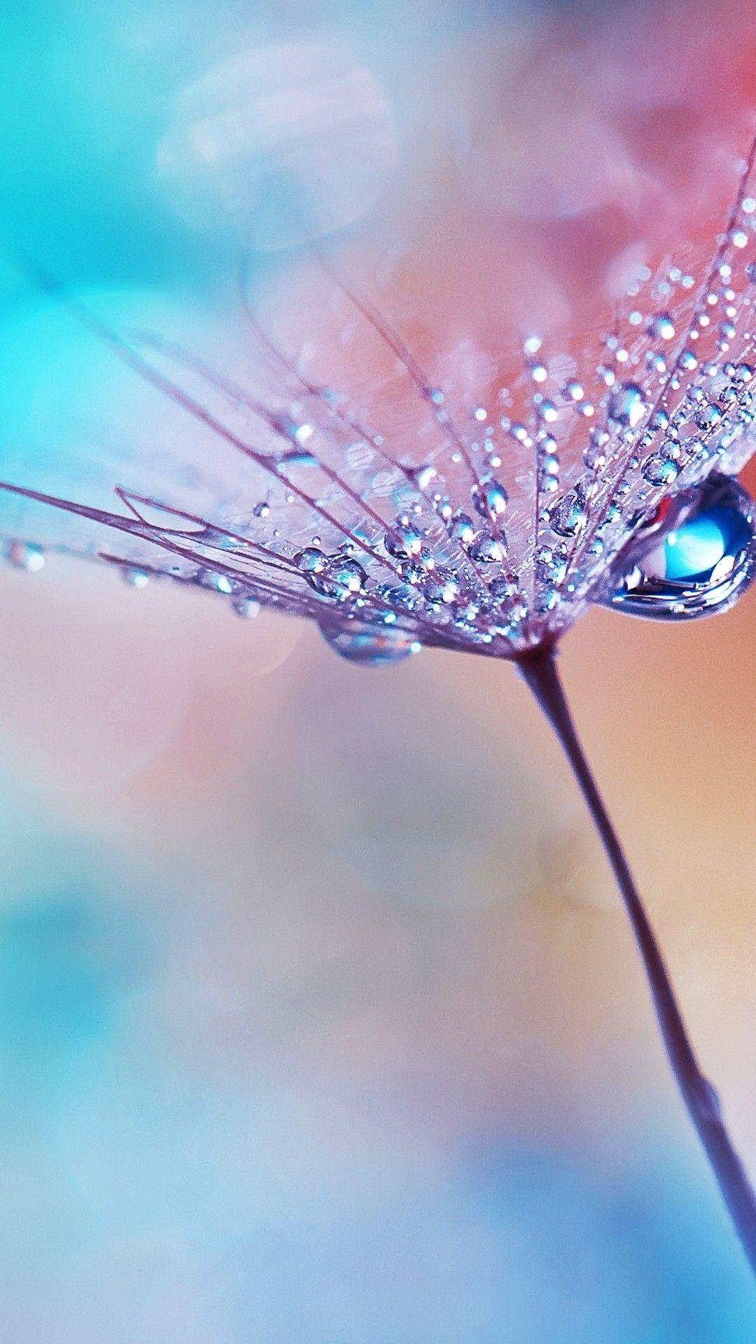 1080x1920 Wallpaper For Android, Flower, Water Drops, Dew, Macro. Flower phone wallpaper, Beautiful flowers wallpaper, Flower background wallpaper