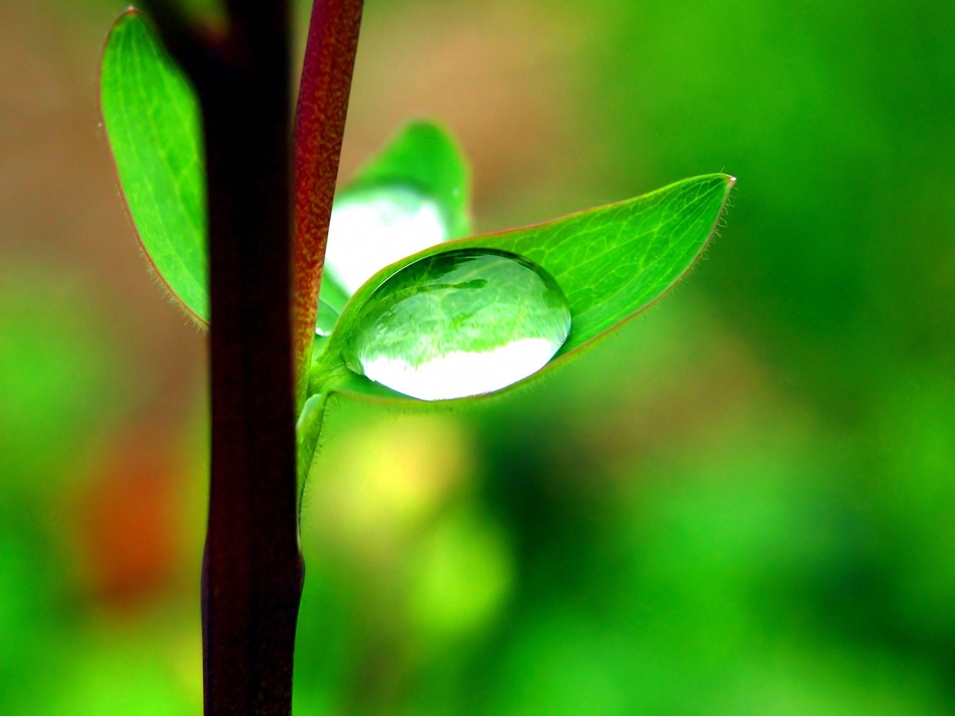 1920x1440 Morning dew Wallpaper Plants Nature Wallpaper in jpg format