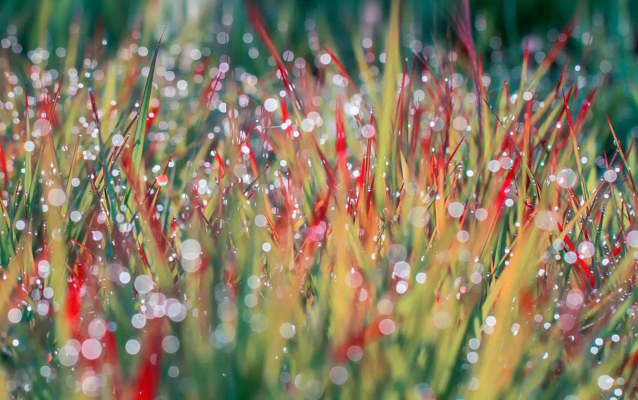 1280x804 Morning Dew on Grass wallpaper. Morning Dew on Grass