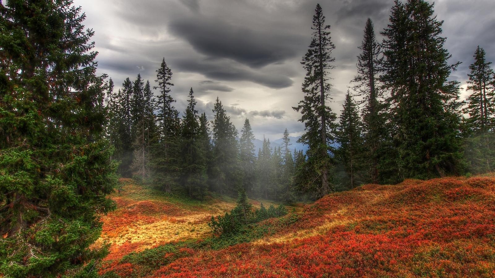 1600x900 Forest wallpaper 1600x900 desktop background