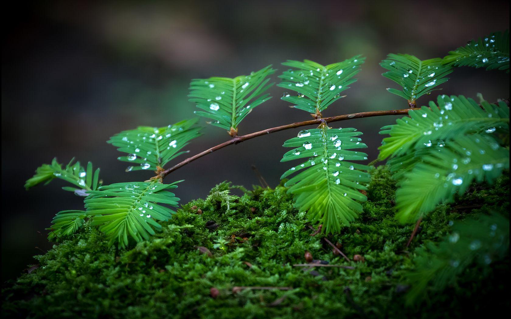 1680x1050 Dew Wallpaper