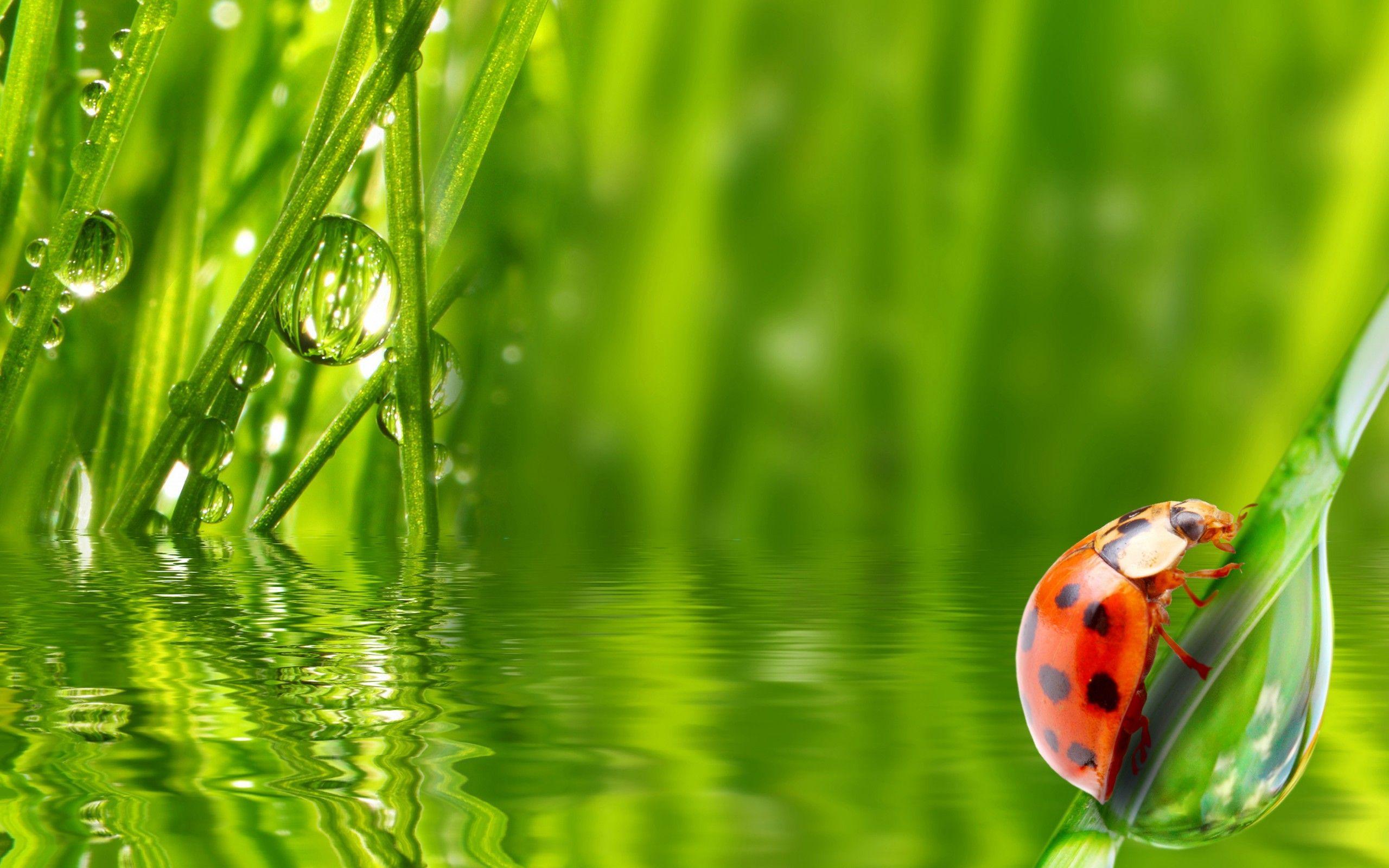 2560x1600 dew wallpaper. Fond ecran, Coccinelle