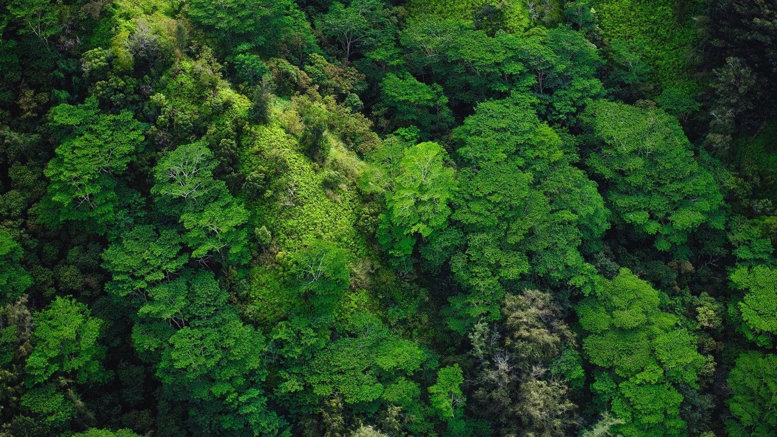 1600x900 Download wallpaper 1600x900 trees, top view, green, forest