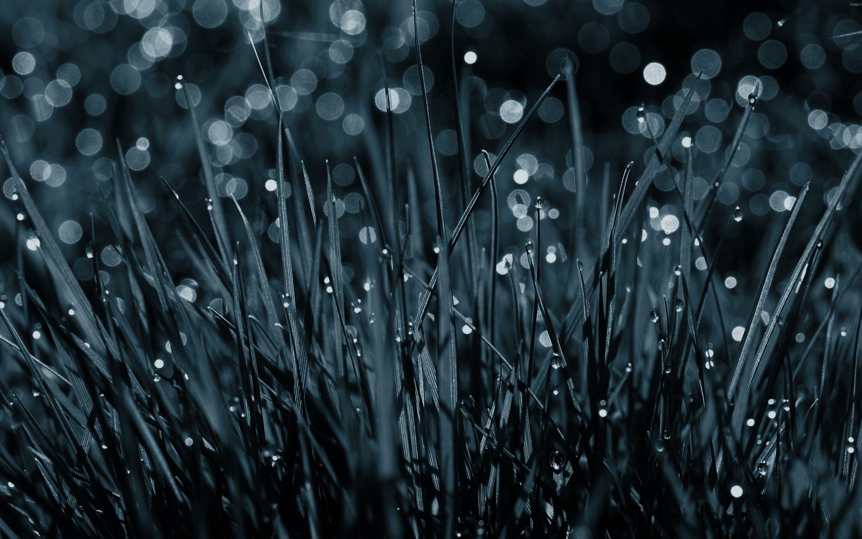 2880x1800 Dew Drops On Grass Macbook Pro Retina HD 4k Wallpaper